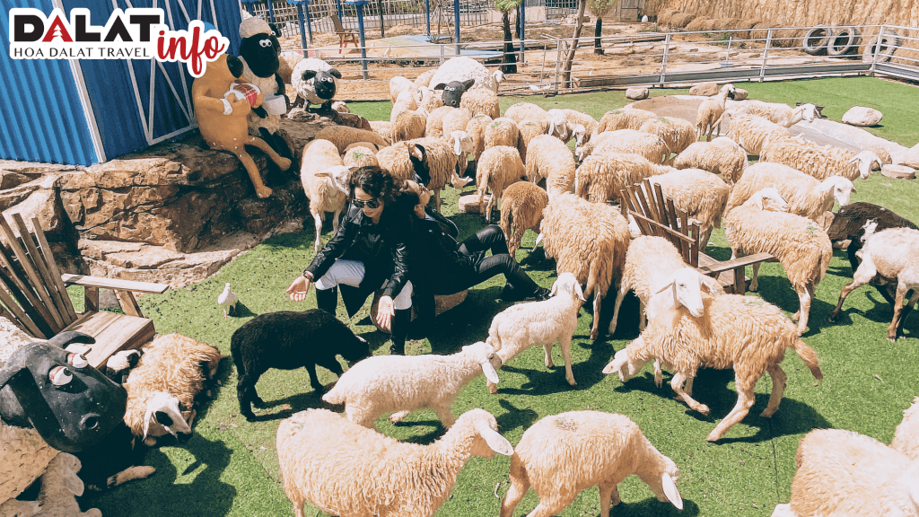 Vui chơi, chụp hình cùng những chú cừu thân thiện