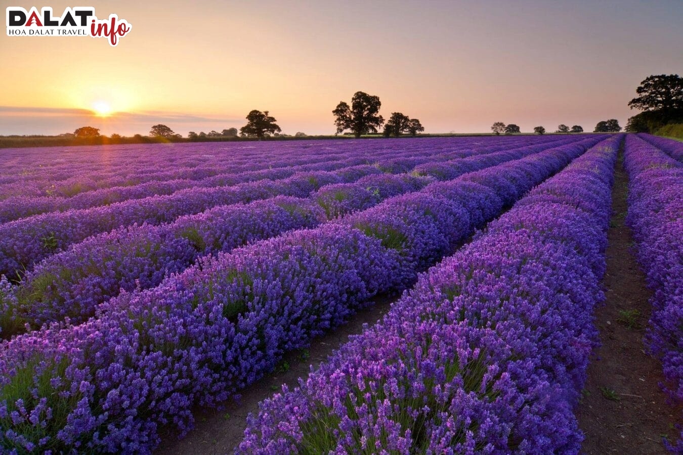 Cánh đồng hoa lavender hồ Tuyền Lâm