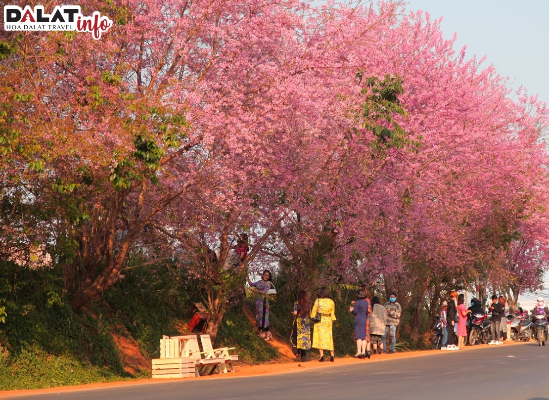 Vào mỗi mùa hoa thì xung quanh Hồ Xuân Hương được phủ một sắc hồng vô cùng lãng mạn
