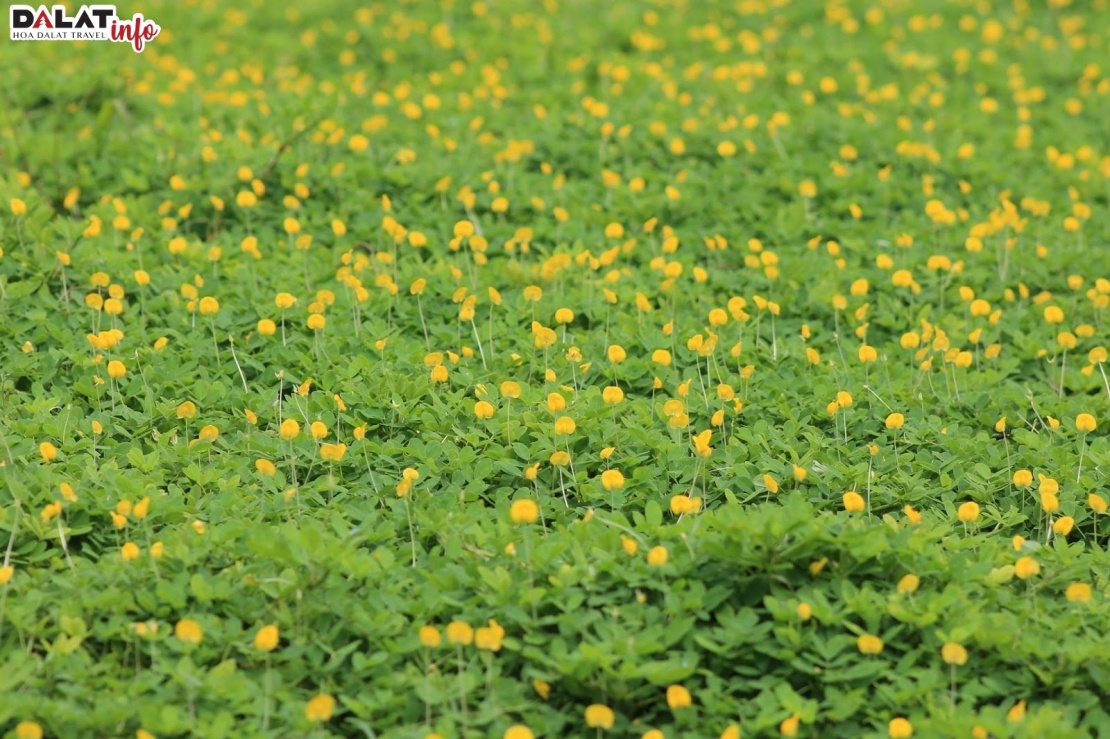 Những bông hoa vàng mọc trên cỏ xanh