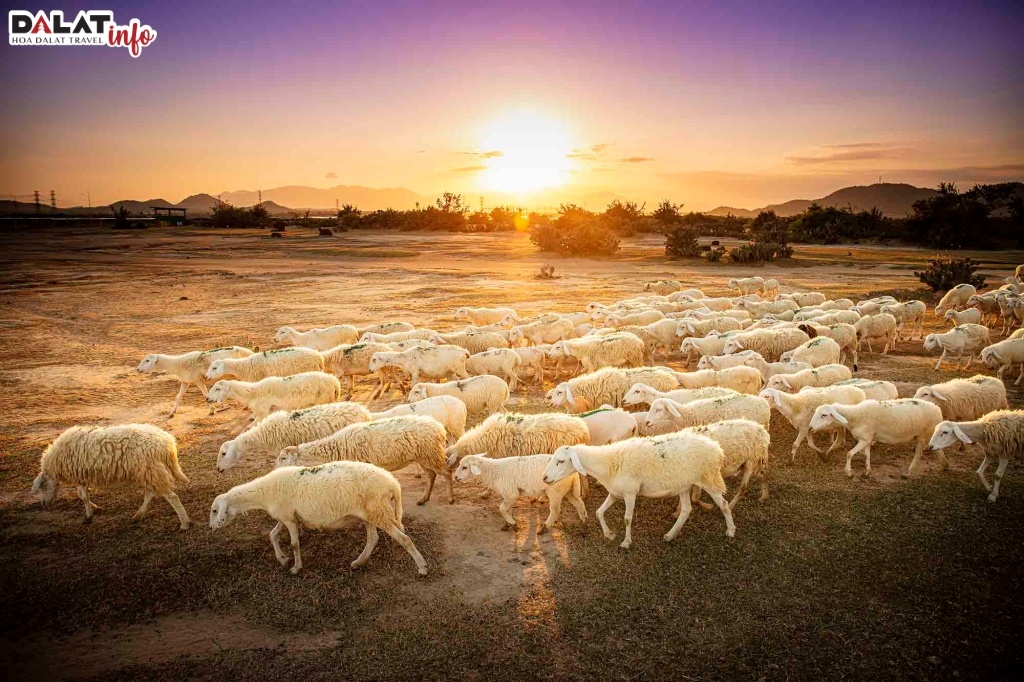 Bình yên cánh đồng cừu An Hòa, Ninh Thuận