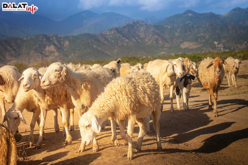 Cừu là vật nuôi có mặt rất sớm trên vùng đất Ninh Thuận