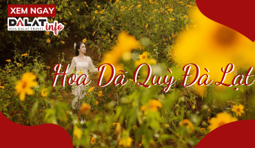 Hoa Dã Quỳ Đà Lạt