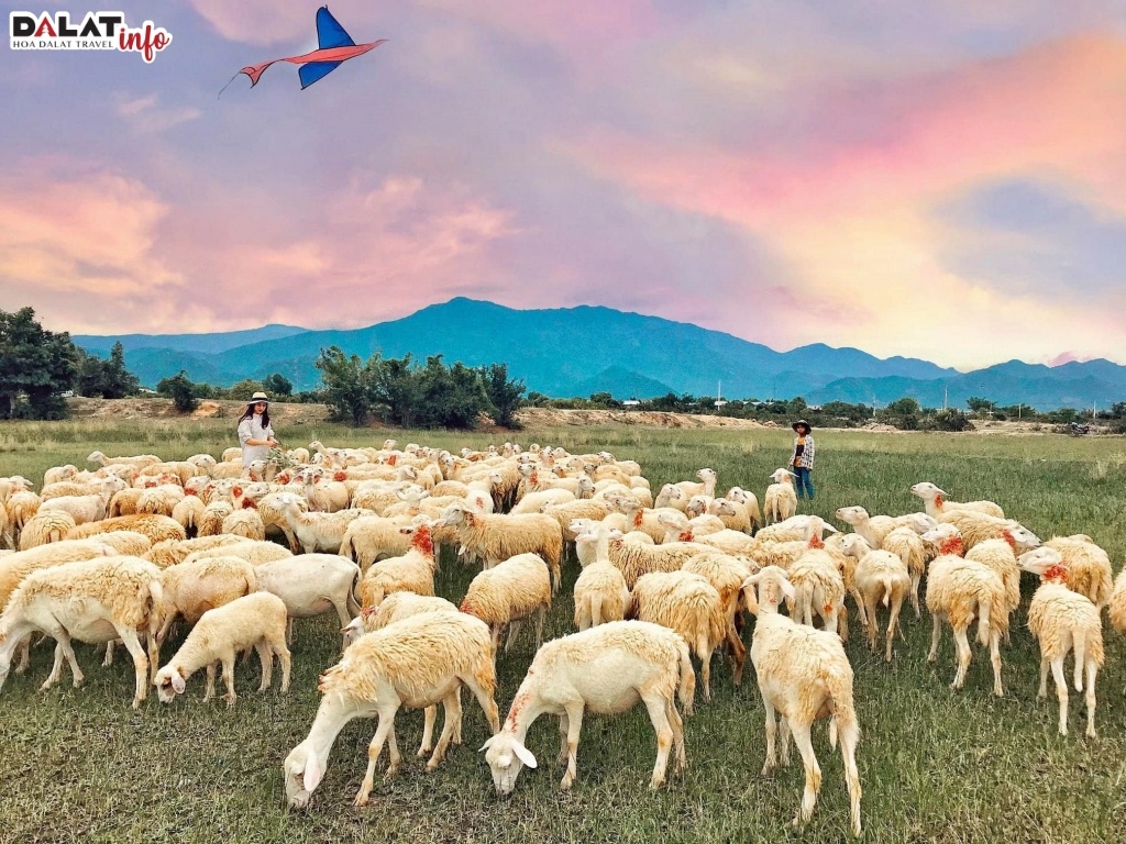Khoảng thời gian thích hợp nhất để đến đồng cừu An Hòa