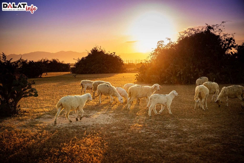 Một góc nhỏ ở đồng cừu An Hòa Ninh Thuận