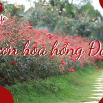 Vườn hoa hồng Đà Lạt