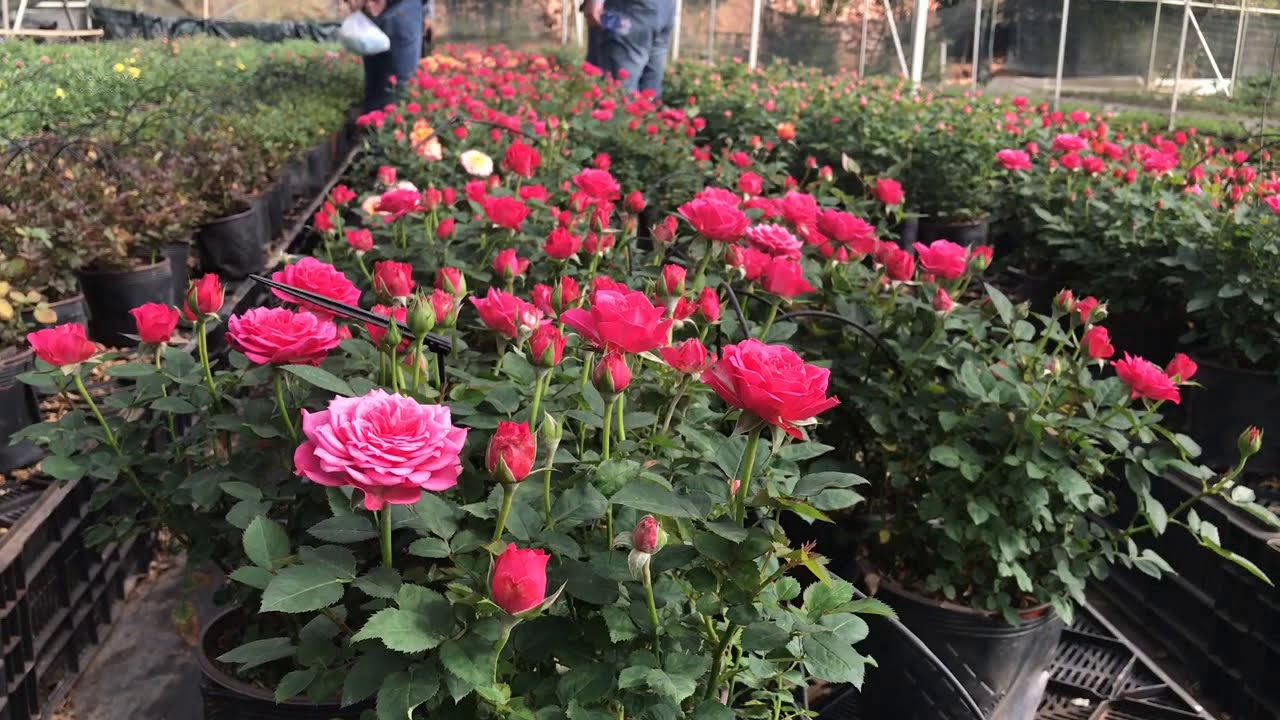 Vườn hoa trung tâm Đà Lạt