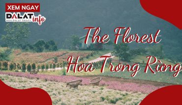 The Florest Hoa Trong Rừng Đà Lạt