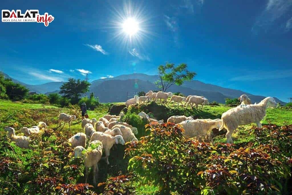 Cừu được chăn thả ở nhiều nơi ở làng