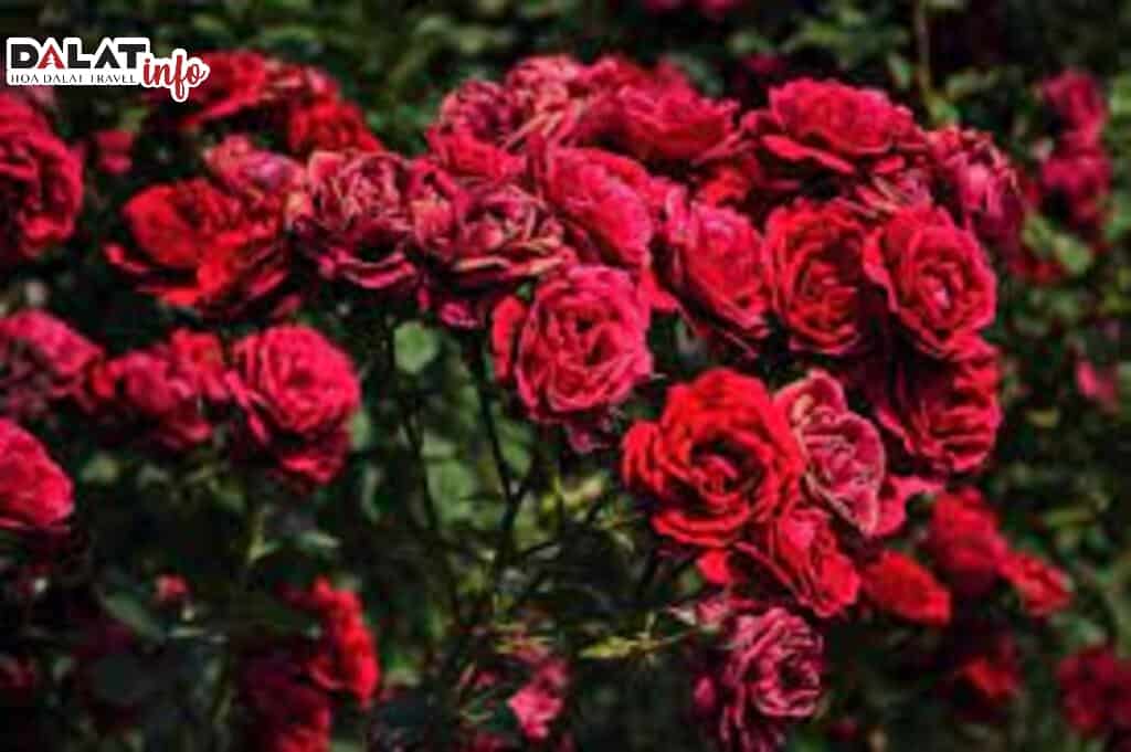 Top những vườn hoa hồng Đà Lạt đẹp đốn tim
